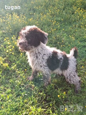 Бебета Лагото Романьоло / Lagotto Romagnolo, снимка 4 - Други - 54303243