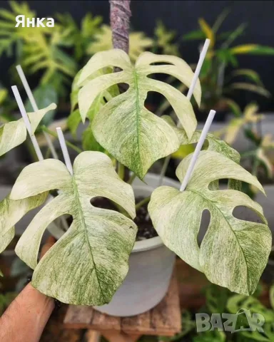 Monstera Mint Монстера Минт, снимка 2 - Стайни растения - 55322906