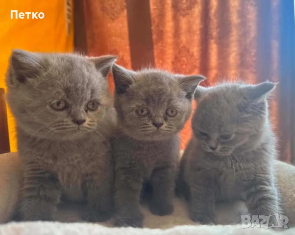 Продавам британски късокосмести котки.