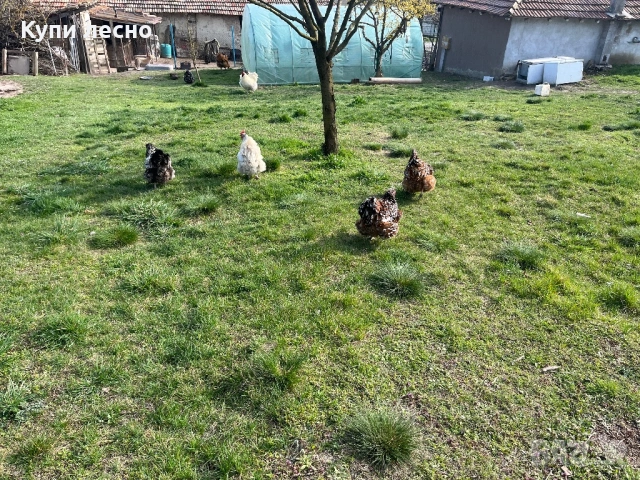 Яйца от орпингтон , снимка 5 - Кокошки и пуйки - 54006189