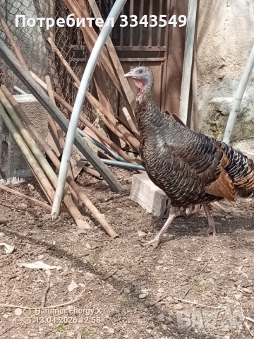  Чифт пуйки , снимка 4 - Кокошки и пуйки - 54180063