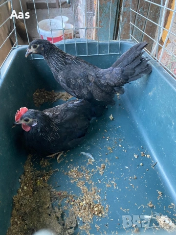 Чифт джинки, снимка 3 - Кокошки и пуйки - 54315048