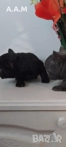 Черна  френска принцеса, снимка 7 - Френски булдог - 54112649