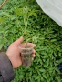 ## 🍅 **ПРОДАВАМ ПЪРВОКЛАСЕН РАЗСАД ДОМАТИ ОТ ПРОИЗВОДИТЕЛ** 🍅, снимка 3