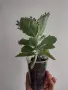 Каланхое, kalanchoe mexican hat, снимка 3