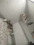 Японски амадини. , снимка 2