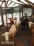 Продавам кози за дамазлък, снимка 1