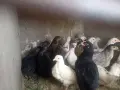 селски пуйчета, пилета на 2-3-4 месеца, ярки и кокошки, снимка 7