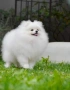 Померански шпиц ,померан ,малък шпиц, снимка 3