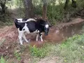 Продават се две женски телета порода Холщайн, снимка 2