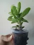 Бял Исусов венец, euphorbia milii, снимка 3