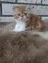 Екзотично късокосместо коте 😻, снимка 6
