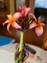 Плумерия (Frangipani) – Хавайско цвете, снимка 1
