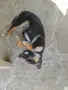Подаряване на малко кученце , снимка 3
