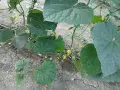 Продавам корнишони , снимка 3