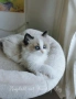 Ragdoll рагдол/регдол  котe , снимка 3