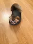 🐾 Чистокръвни котенца Scottish Fold / Scottish Straight – Golden & Silver 🐾, снимка 15