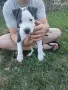 Питбулчета си търсят дом, снимка 5
