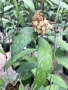 Hoya Хоя Finlaysonii sukirin, снимка 1