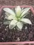 Рядка Вариегатна Хавортия (Haworthia retusa f. variegata) – Колекционерска, снимка 2