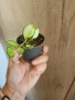 Хоя Heuschkeliana variegata, снимка 2