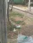 продавам 4 бели ангорски котенца, снимка 5