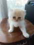 Персийски котета, снимка 7