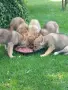 Чехославашки вълчак, снимка 11
