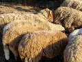свободно цялото стадо , снимка 12