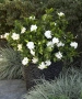 Гарденията (Gardenia jasminoides), снимка 5