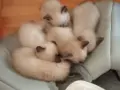 Сиамски котета, търсещи бъдещ дом , снимка 1