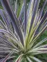 Кордилине неоново зелено/CORDYLINE ELECTRIC FLASH, снимка 1