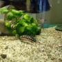 Calvus yellow julidochromis transcriptus mi, снимка 5