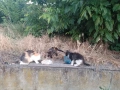 Подарявам котета , снимка 1