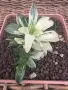 Рядка Вариегатна Хавортия (Haworthia retusa f. variegata) – Колекционерска, снимка 3
