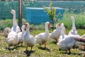 Продавам гъски Линда, снимка 9