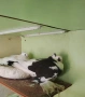 Продавам чифт узбекски, снимка 1