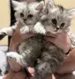 Персрсийска чинчила момиченце, снимка 5