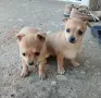Пинчер         ., снимка 5