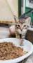 Подарявам  котенца , снимка 6