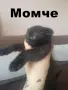 Шотландски и британски котета, снимка 2