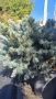 Глаука глобоза Glauca globosa, снимка 12