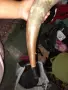 Ваза и биволски рог, снимка 3