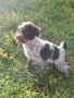 Бебета Лагото Романьоло / Lagotto Romagnolo, снимка 4