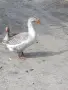 Гъски патици зайци , снимка 15