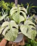 Monstera Mint Монстера Минт, снимка 2
