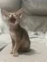 Абисинско котенце , снимка 3