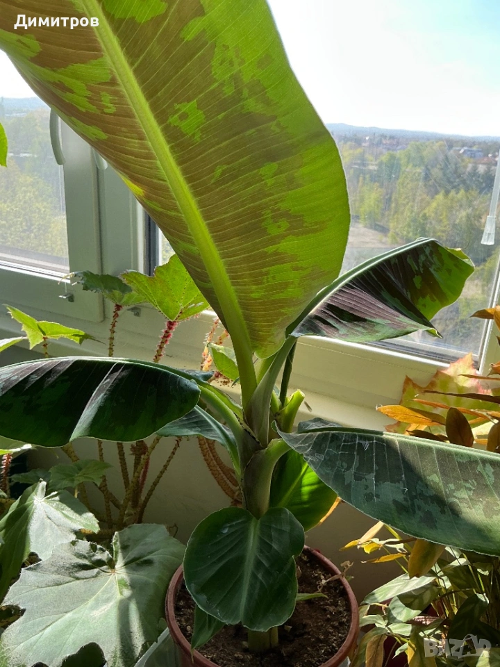 Бананови палми, снимка 1