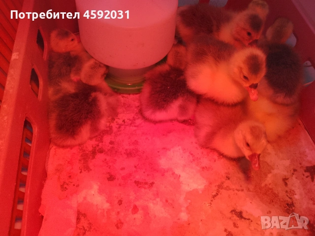 Гъсета, снимка 4 - Патици и гъски - 54228921