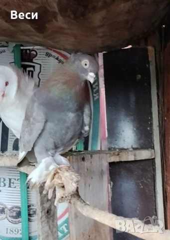 Продавам чифт узбекски и мъжки, снимка 2 - Гълъби - 52909602